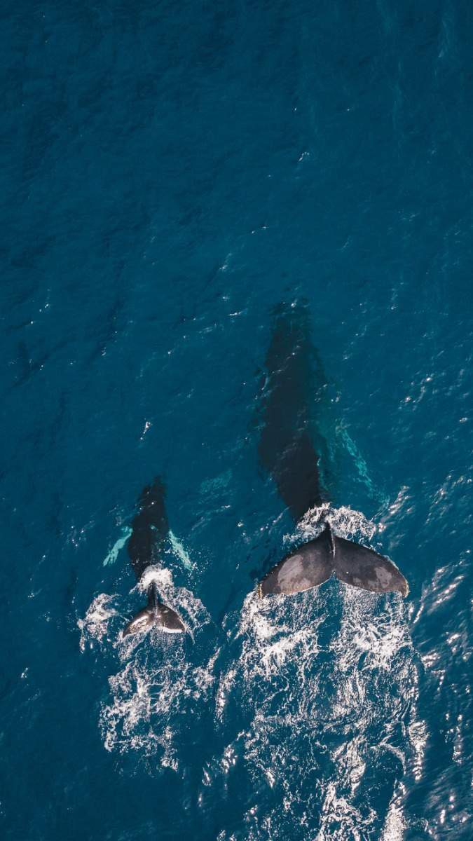 co2 opslag walvissen
